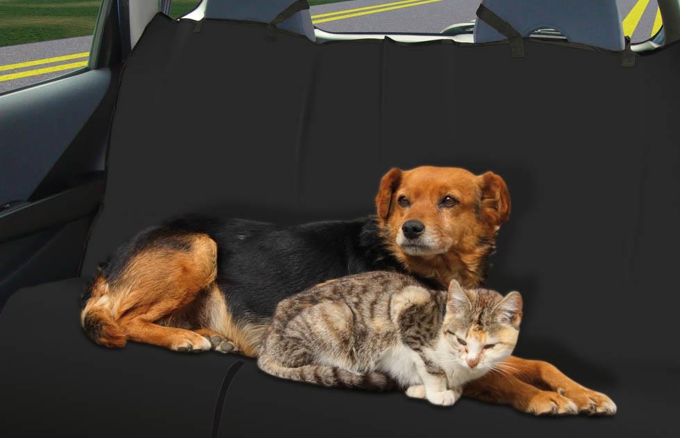 Dùng nệm xe chuyên dụng khi chở thú cưng trên xe.